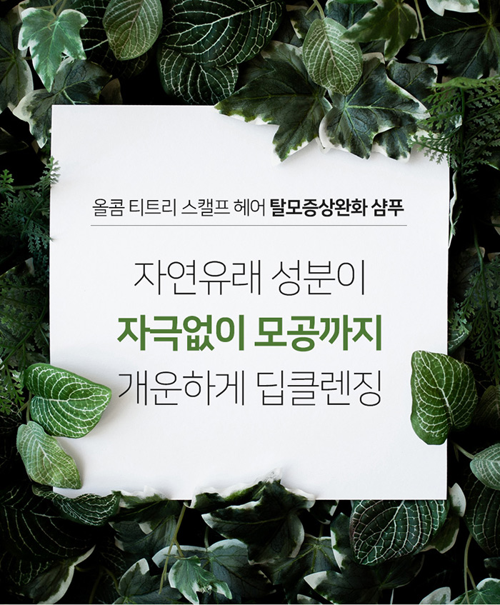 올콤 탈모샴푸 티트리 스캘프